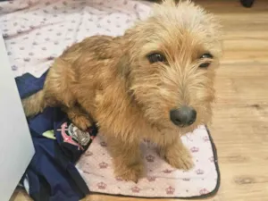 Cachorro ra a SRD-ViraLata idade 7 a 11 meses nome Luna