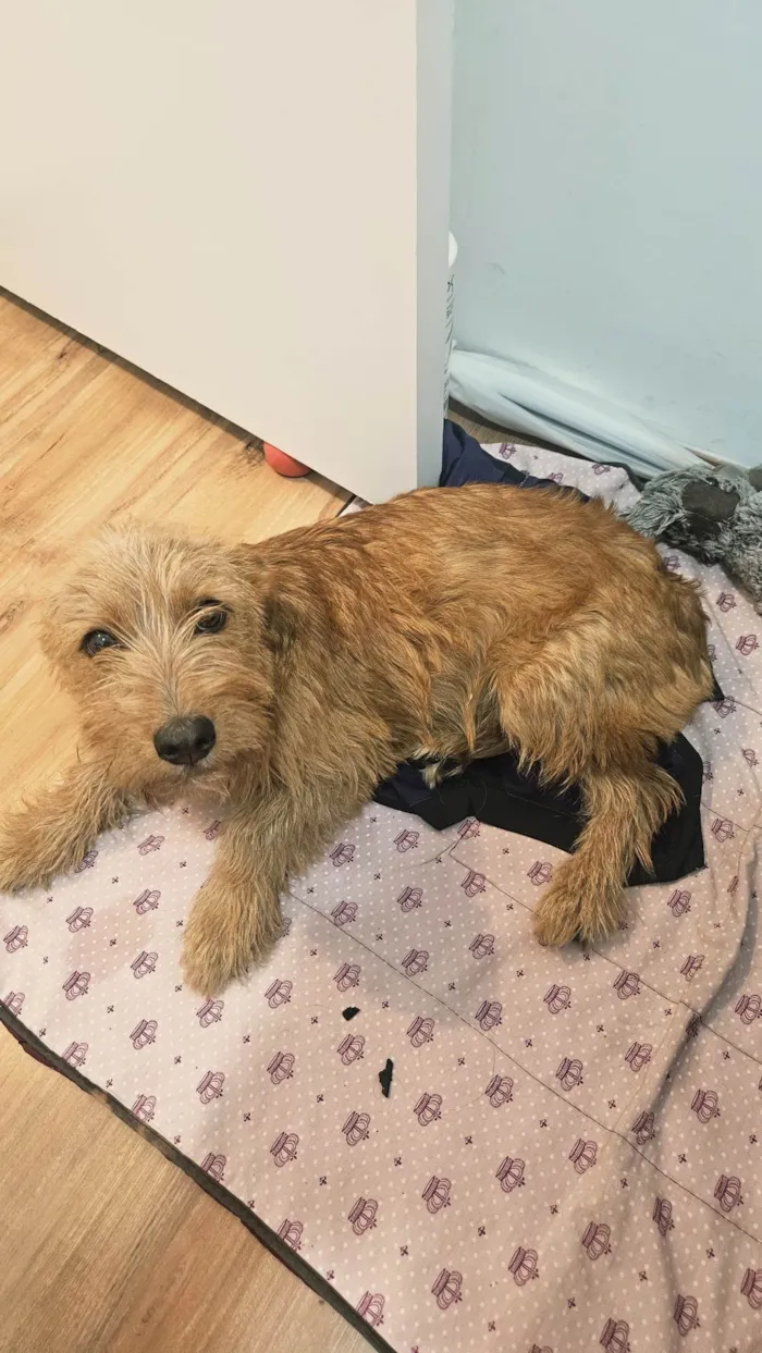 Cachorro ra a SRD-ViraLata idade 7 a 11 meses nome Luna