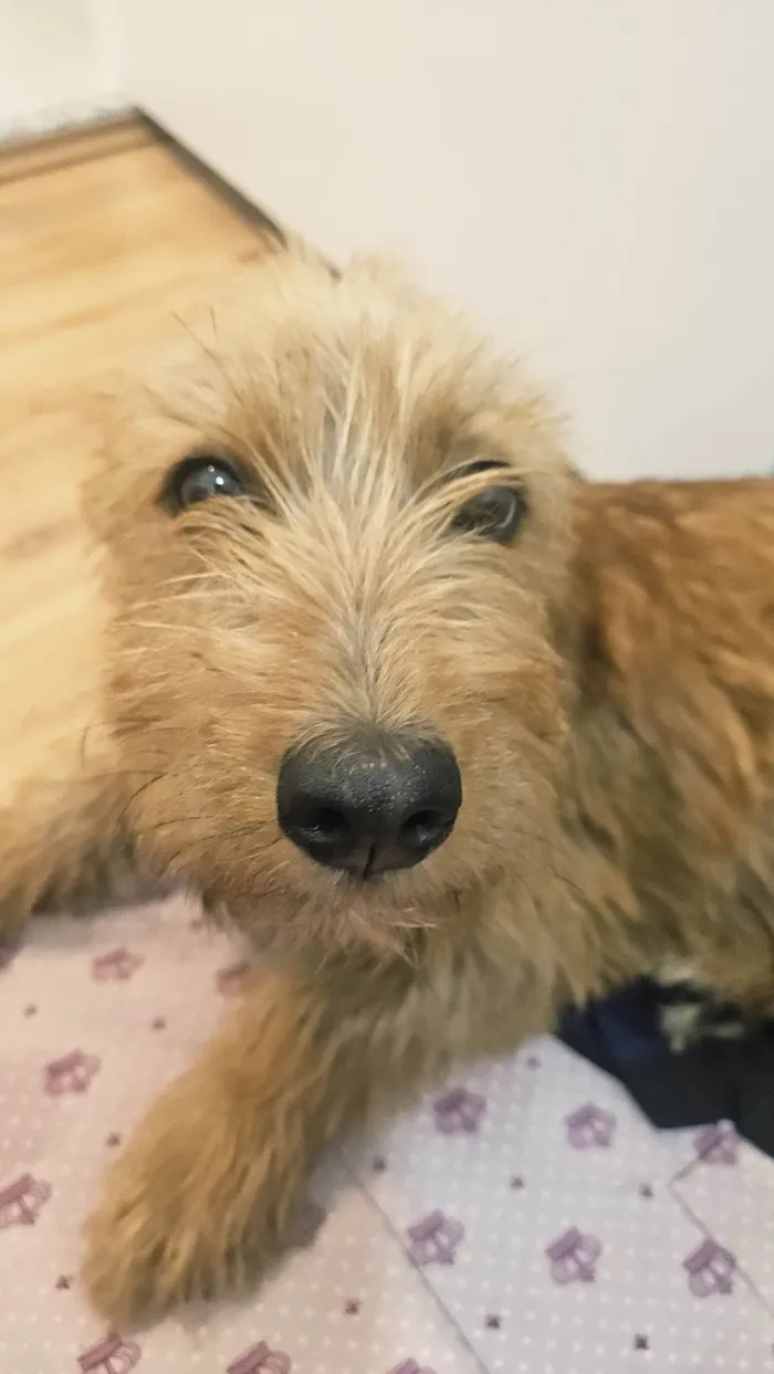 Cachorro ra a SRD-ViraLata idade 7 a 11 meses nome Luna