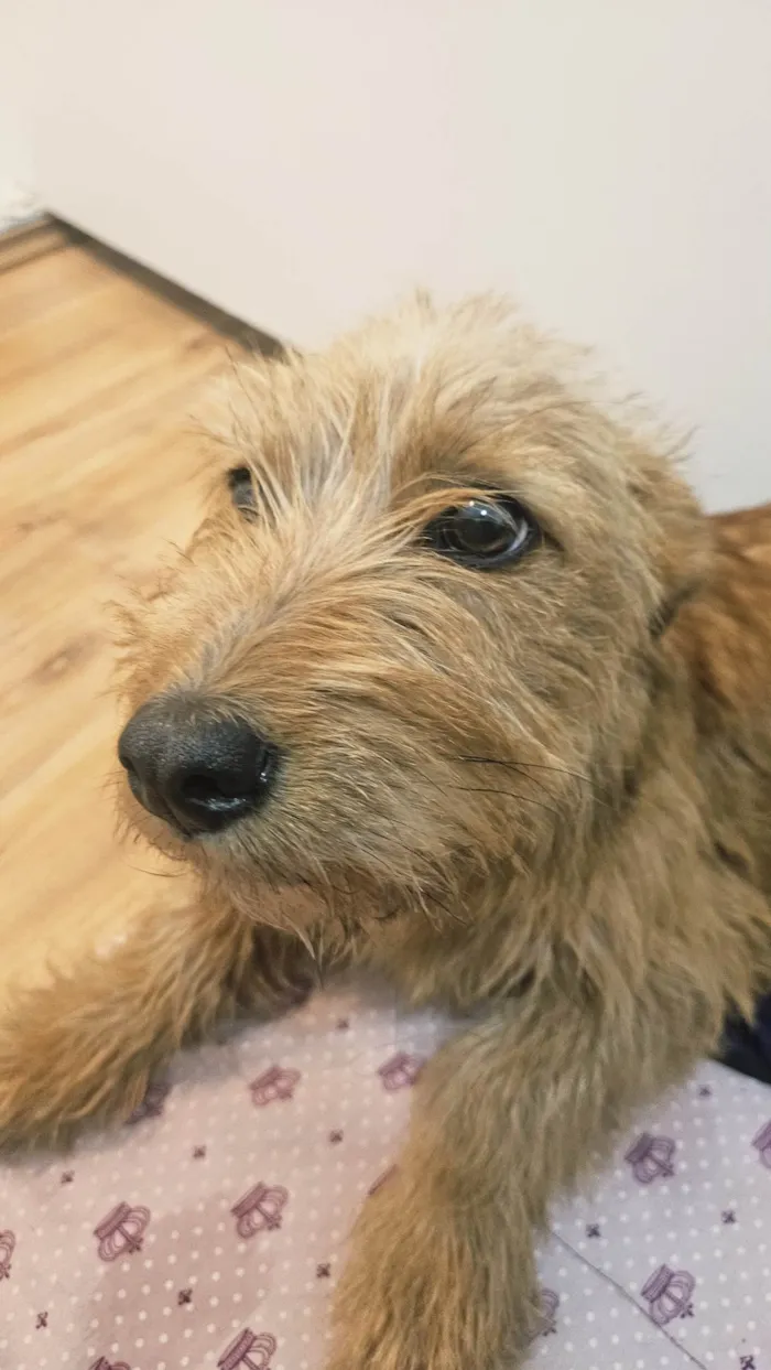 Cachorro ra a SRD-ViraLata idade 7 a 11 meses nome Luna