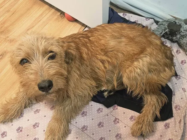 Cachorro raça SRD-ViraLata idade 7 a 11 meses nome Luna