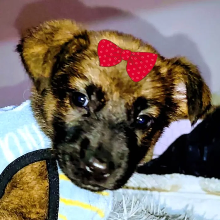 Cachorro ra a SRD-ViraLata idade 2 a 6 meses nome Teka 