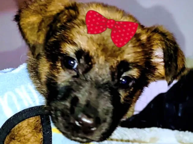 Cachorro raça SRD-ViraLata idade 2 a 6 meses nome Teka 