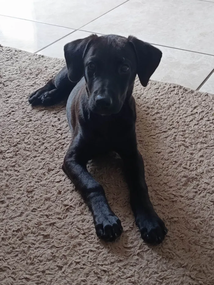 Cachorro ra a SRD-ViraLata idade 2 a 6 meses nome OZZY