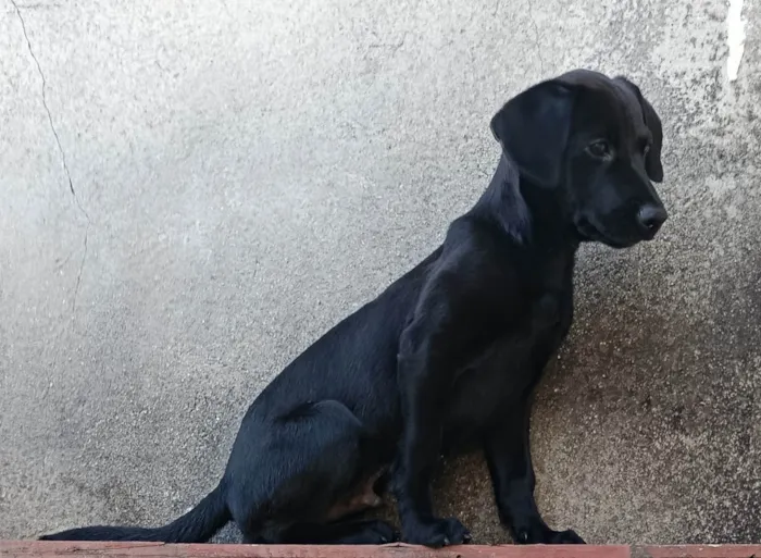 Cachorro ra a SRD-ViraLata idade 2 a 6 meses nome OZZY