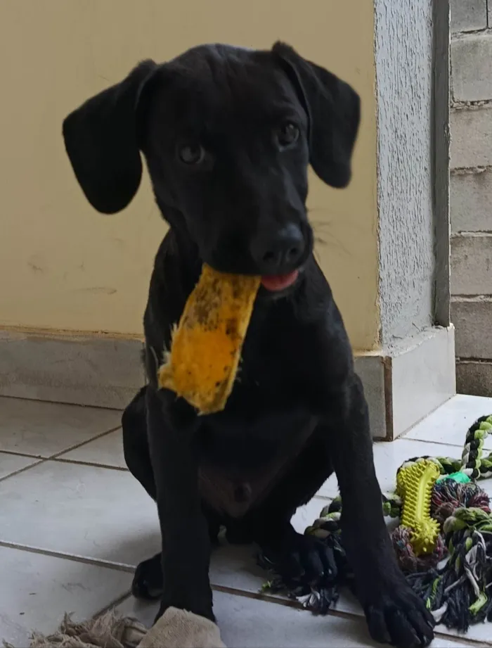 Cachorro ra a SRD-ViraLata idade 2 a 6 meses nome OZZY