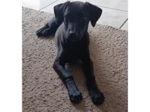 Cachorro ra a SRD-ViraLata idade 2 a 6 meses nome OZZY