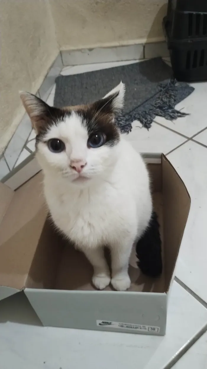 Gato ra a SRD-ViraLata idade 5 anos nome Mia