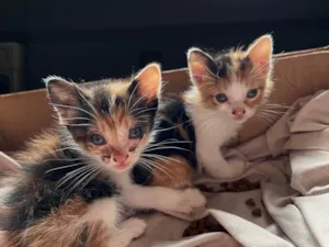 Gato raça SRD-ViraLata idade Abaixo de 2 meses nome Ainda não possuem nome 