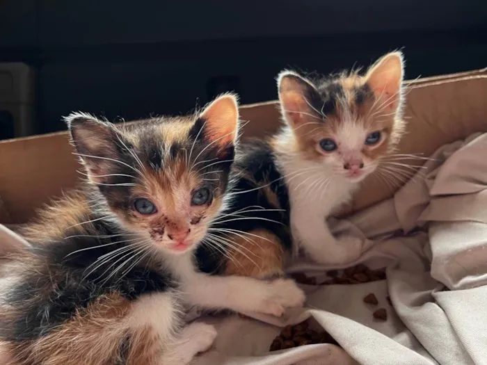 Gato ra a SRD-ViraLata idade Abaixo de 2 meses nome Ainda não possuem nome 