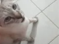 Gato ra a Siamês idade 1 ano nome Gata Catarina 