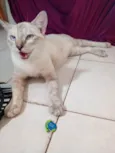 Gato ra a Siamês idade 1 ano nome Gata Catarina 