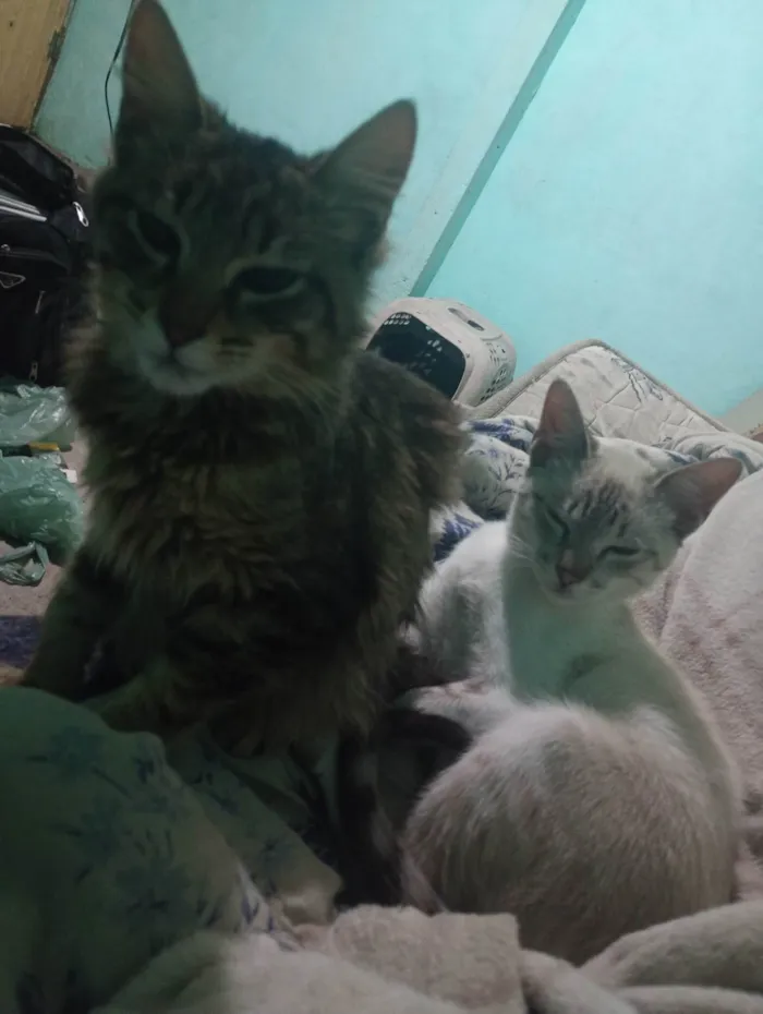 Gato ra a SRD-ViraLata idade 1 ano nome Sem nome