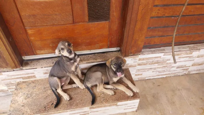 Cachorro ra a SRD-ViraLata idade 2 a 6 meses nome Não tem nome 