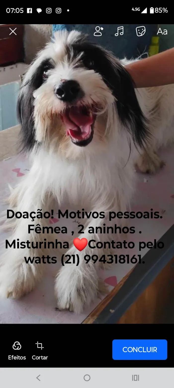 Cachorro ra a SRD-ViraLata idade 2 anos nome Bela