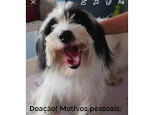 Cachorro ra a SRD-ViraLata idade 2 anos nome Bela