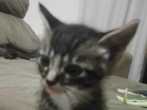 Gato raça SRD-ViraLata idade Abaixo de 2 meses nome Não dei nome
