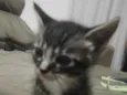 Gato ra a SRD-ViraLata idade Abaixo de 2 meses nome Não dei nome