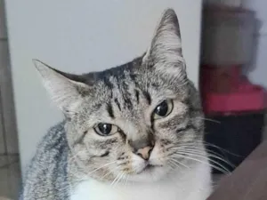 Gato raça SRD-ViraLata idade 3 anos nome Nazaré 