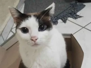 Gato raça SRD-ViraLata idade 5 anos nome Mia