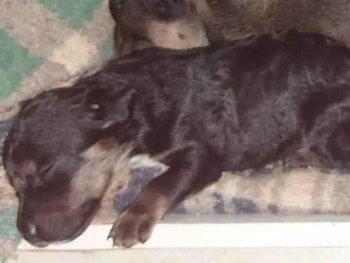 Cachorro raça SRD-ViraLata idade Abaixo de 2 meses nome Kauane