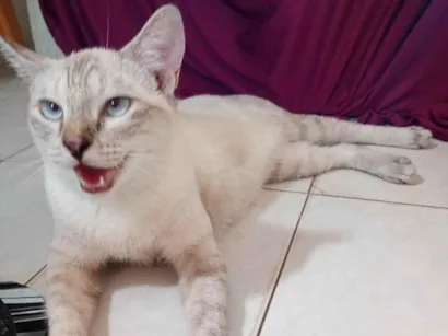 Gato raça Siamês idade 1 ano nome Gata Catarina 