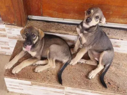 Cachorro raça SRD-ViraLata idade 2 a 6 meses nome Não tem nome 