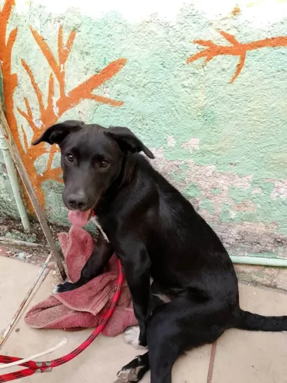 Cachorro ra a SRD-ViraLata idade 2 a 6 meses nome Lufy