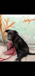 Cachorro ra a SRD-ViraLata idade 2 a 6 meses nome Lufy