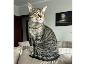 Gato raça SRD-ViraLata idade 2 anos nome Alock