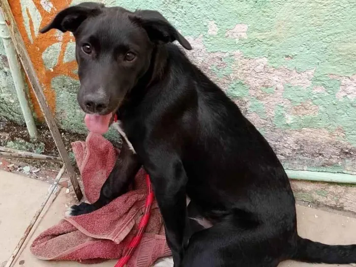 Cachorro ra a SRD-ViraLata idade 2 a 6 meses nome Lufy