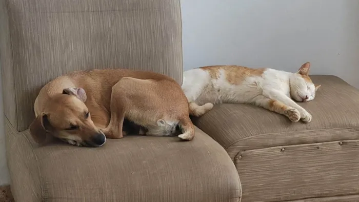 Cachorro ra a SRD-ViraLata idade 2 anos nome Toby