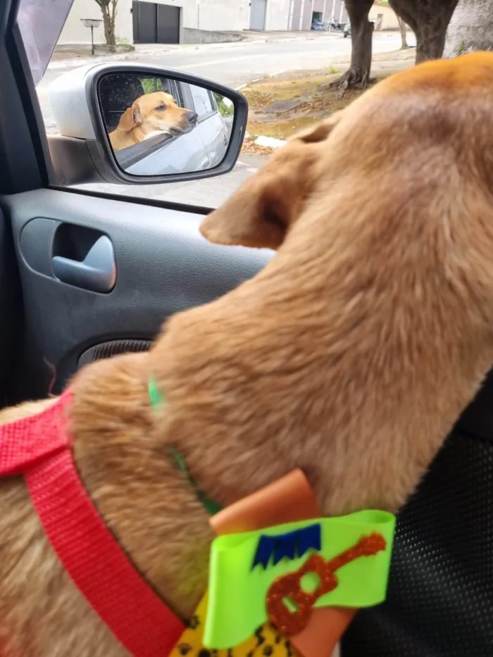 Cachorro ra a SRD-ViraLata idade 2 anos nome Toby