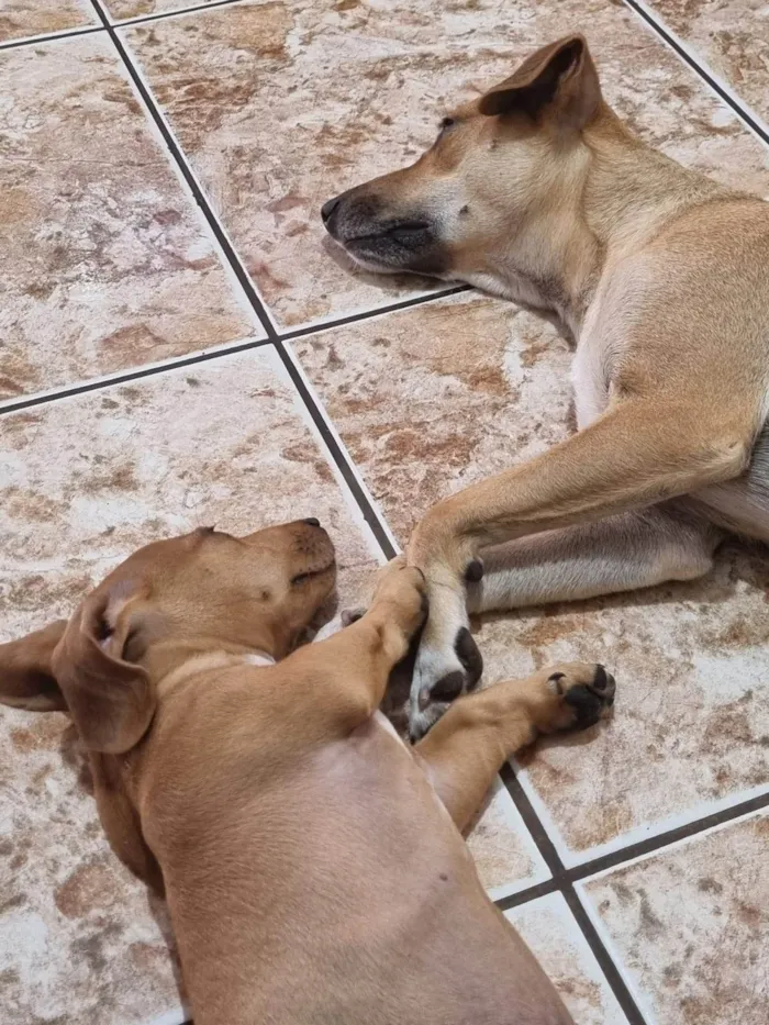 Cachorro ra a SRD-ViraLata idade 2 anos nome Toby