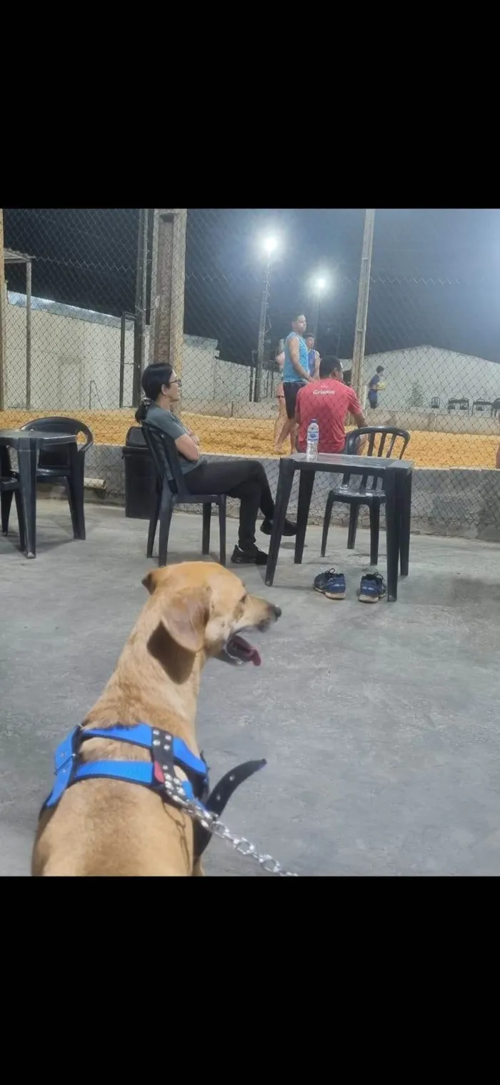 Cachorro ra a SRD-ViraLata idade 2 anos nome Toby