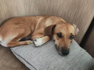 Cachorro raça SRD-ViraLata idade 2 anos nome Toby