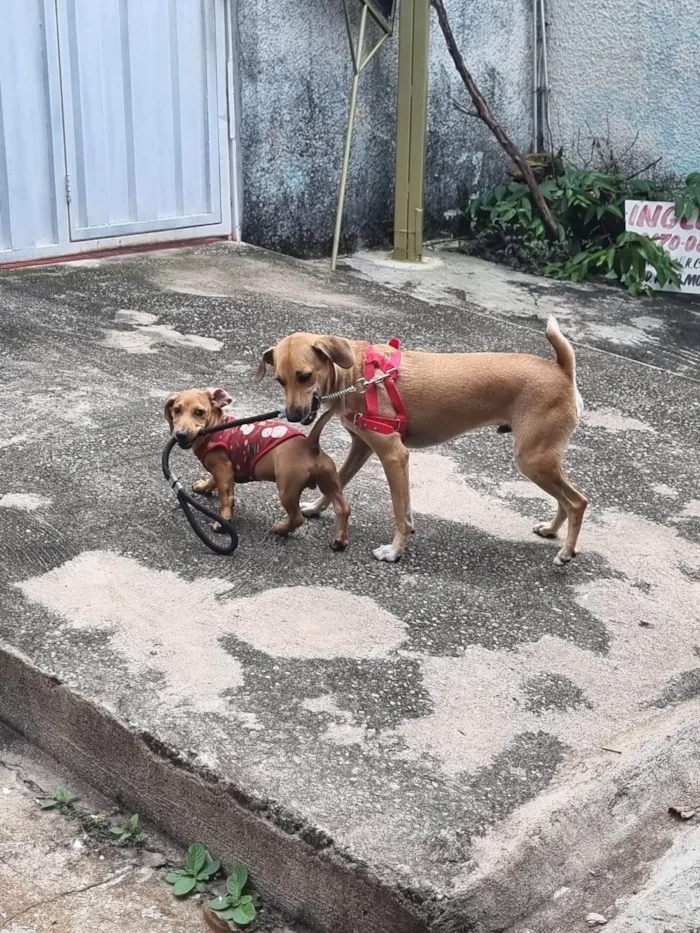 Cachorro ra a Basset-Cofap idade 1 ano nome Tokyo