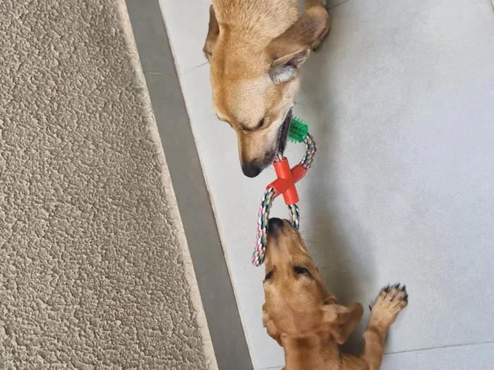 Cachorro ra a Basset-Cofap idade 1 ano nome Tokyo