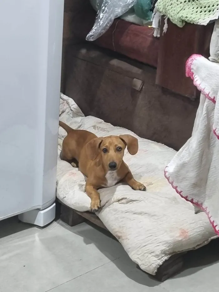 Cachorro ra a Basset-Cofap idade 1 ano nome Tokyo