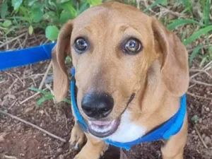 Cachorro ra a Basset-Cofap idade 1 ano nome Tokyo