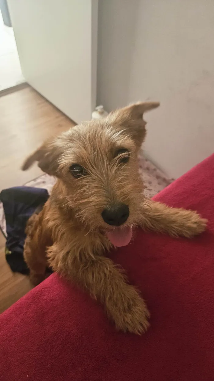 Cachorro raça SRD-ViraLata idade 7 a 11 meses nome Luna