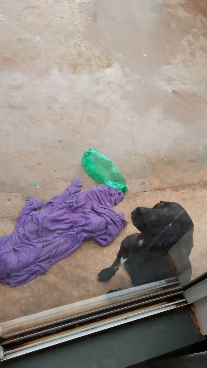 Cachorro ra a SRD-ViraLata idade 2 anos nome Perigoso