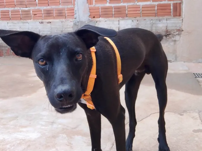 Cachorro ra a SRD-ViraLata idade 2 anos nome Perigoso