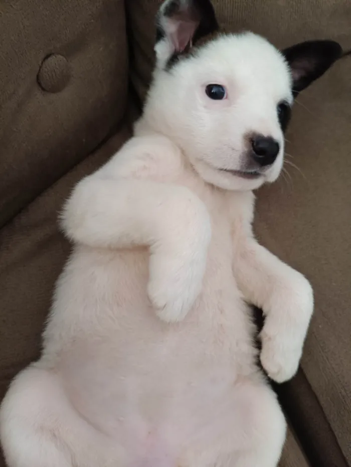 Cachorro ra a SRD-ViraLata idade 2 a 6 meses nome Lola e Julie 