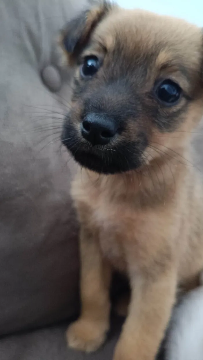 Cachorro ra a SRD-ViraLata idade 2 a 6 meses nome Lola e Julie 