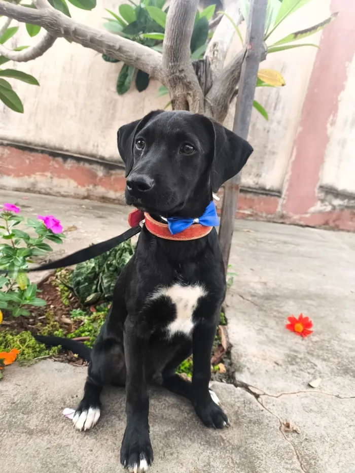Cachorro ra a SRD-ViraLata idade 2 a 6 meses nome Thor