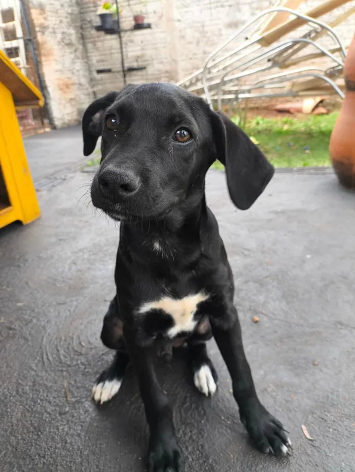Cachorro ra a SRD-ViraLata idade 2 a 6 meses nome Thor