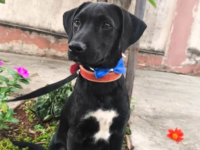 Cachorro raça SRD-ViraLata idade 2 a 6 meses nome Thor