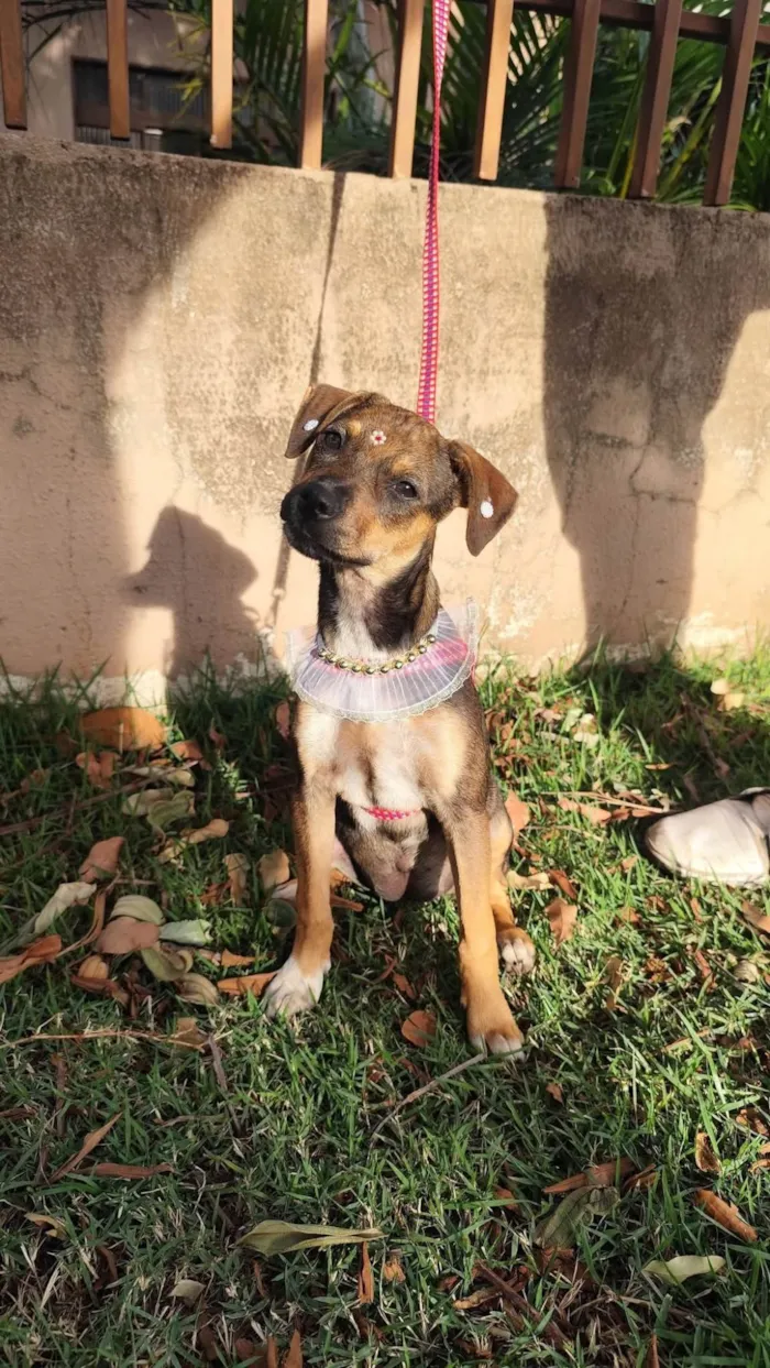 Cachorro ra a SRD-ViraLata idade 2 a 6 meses nome Meg