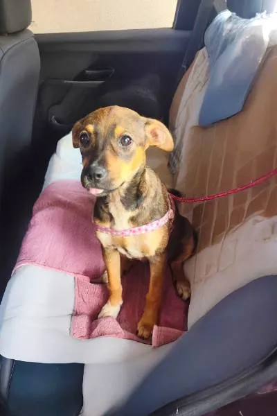 Cachorro ra a SRD-ViraLata idade 2 a 6 meses nome Meg